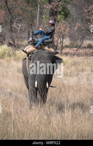 Mahout sobre un elefante indio o asiático, Parque Nacional Bandhavgarh, tala, Madhya Pradesh, India Foto de stock