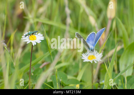 Mariposa Azul común (Polyommatus Icarus) e inflamación-thighed escarabajo (Oedemera nobilis nectaring adyacentes en ojo de buey margaritas en Hampshire, Reino Unido