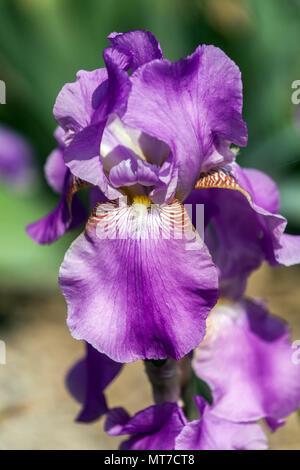 Iris alto con barba ' Pluma rosa ', flor de iris púrpura