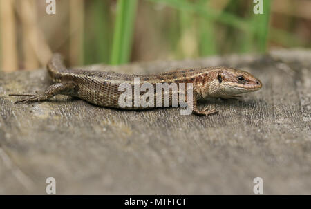 Un impresionante lagarto común (Zootoca vivipara) de la caza en un paseo de madera . Foto de stock