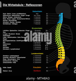 Columna vertebral con nombres y números de las vértebras - vista lateral:  Fiery colores Fotografía de stock - Alamy