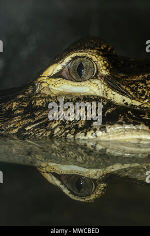 Cocodrilo Americano (Alligator mississipiensis), cautiva, Reptilia zoo de reptiles, Vaughan, Ontario, Canadá Foto de stock