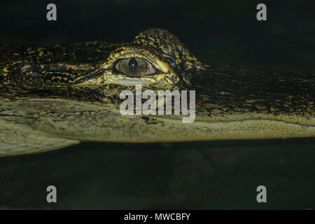 Cocodrilo Americano (Alligator mississipiensis), cautiva, Reptilia zoo de reptiles, Vaughan, Ontario, Canadá Foto de stock