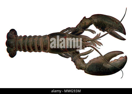 La Langosta Nsrw Girado2 Fotografia De Stock Alamy