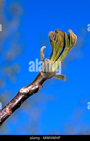 Vista cercana de un capullo de hoja de apertura en la punta de una ramita de un árbol de nogal con un fondo de cielo azul, clara,