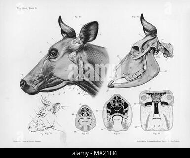 . Anatómica Animal grabado de Handbuch der Anatomie der Tiere für Künstler - Hermann Dittrich, Illustrator. 1889 y 1911-1925. Wilhelm Ellenberger y Hermann Baum 146 anatomía vaca