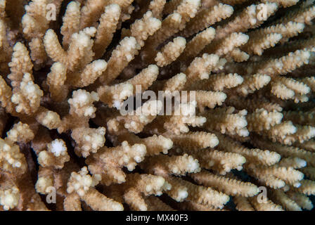 Coral duro, Acropora digitifera, Acroporidae, Sharm el Sheikh, Mar Rojo, Egipto Foto de stock