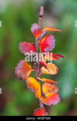 Betula nana, el abedul enano, es una especie de abedul en la familia Betulaceae, encontrados principalmente en la tundra del Ártico. Planta roja Foto de stock