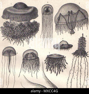 . Inglés: medusozoa; grabado antiguo original impreso en 1897 . 1897. 410 Medusozoa desconocido Foto de stock
