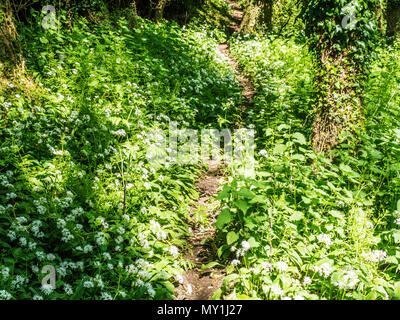 Un estrecho sendero a través de ajo silvestre o ramsons en flor en una madera de Wiltshire.
