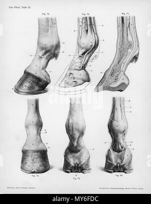 . Anatómica Animal grabado de Handbuch der Anatomie der Tiere für Künstler" - Hermann Dittrich, Illustrator. 1889 y 1911-1925. Wilhelm Ellenberger y Hermann Baum 246 cascos de anatomía del caballo