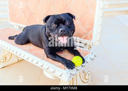 Feliz Staffordshire Bull Terrier perro negro acostado sobre un banco de piedra con una pelota de tenis mirando la cámara Foto de stock