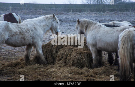 Los caballos comiendo heno en invierno. Foto de stock
