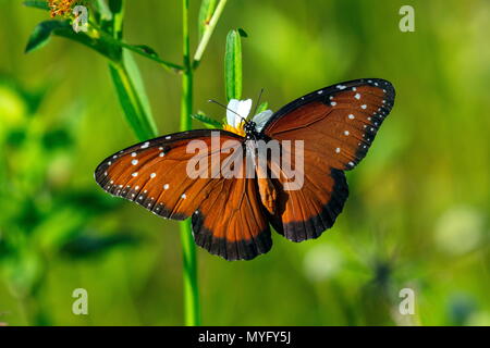 Una reina, mariposas Danaus gilippus, alimentándose de pantano de patata. Foto de stock
