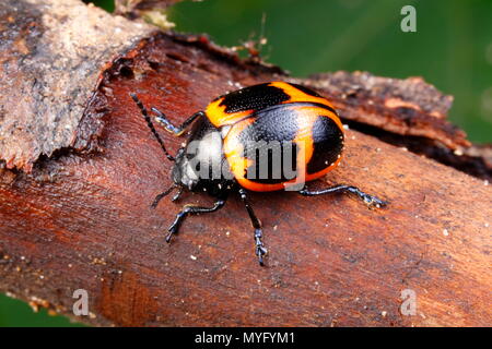 Un pantano asclepias leaf beetle, Labidomera clivicollis, arrastrándose sobre un sustrato natural. Foto de stock