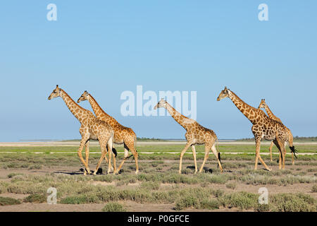 Jirafas (Giraffa camelopardalis) caminando por las llanuras del Parque Nacional de Etosha, Namibia