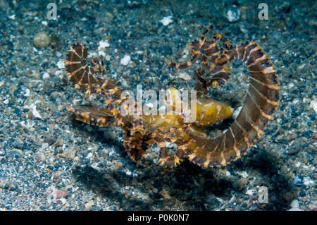 [Wunderpus Wonderpus photogenicus]. Larga pulpo armados. Estrecho de Lembeh, al norte de Sulawesi, Indonesia. Foto de stock