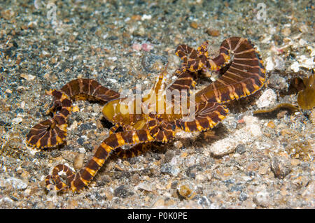[Wunderpus Wonderpus photogenicus]. Larga pulpo armados. Estrecho de Lembeh, al norte de Sulawesi, Indonesia. Foto de stock