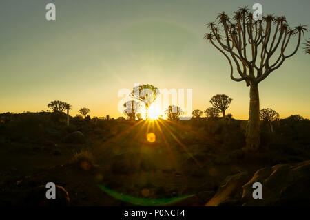 Tonos dorados y verdes como sol amaneciendo sobre terreno escarpado de carcaj Tree Forest, Namibia Foto de stock