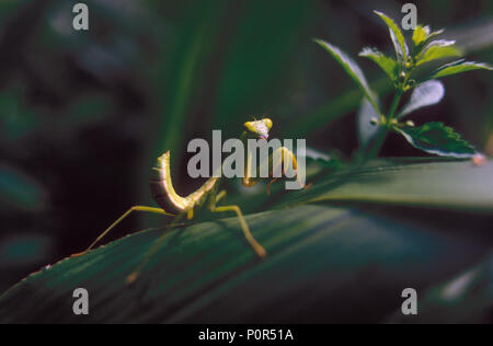 Orando MANTID (Mantis) en el árbol Foto de stock