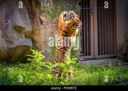 Dos jóvenes tigres malayos combates Foto de stock
