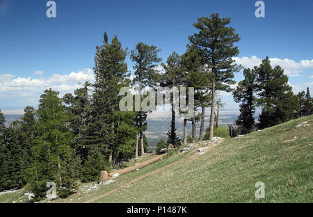 Los pinos en la cima de las montañas Sandia este de Albuquerque Nuevo México Foto de stock