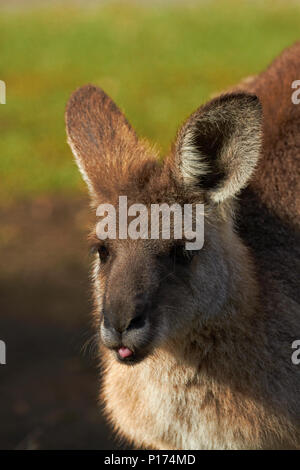 Canguro gris (Macropus giganteus), Australia Foto de stock