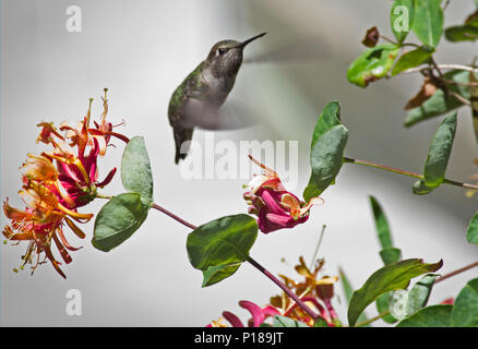 Humminbird en vuelo y alimentación Foto de stock