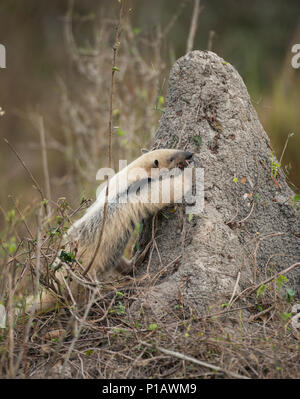 Un Sur de Tamandua comiendo en un termitero en el Pantanal de Brasil