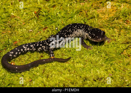 Norte de viscosa (Salamandra Plethodon glutinosus)