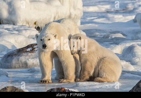 Madre y un cachorro de oso polar (Ursus maritimus) en la nieve; Churchill, Manitoba, Canadá