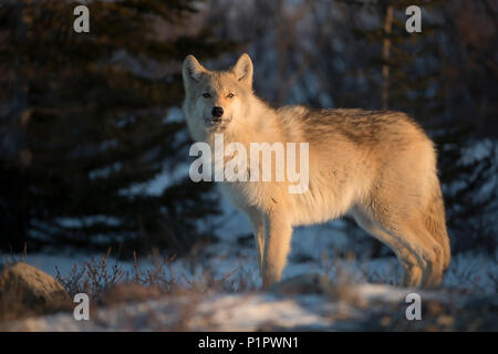 Noroeste el lobo (Canis lupus occidentalis) en la puesta de sol; Churchill, Manitoba, Canadá