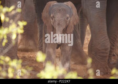 Refugios de elefante africano de un recién nacido por su madre pies apenas unas horas después de nacer Foto de stock