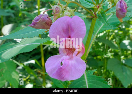 Bobby tops (Impatiens glandulifera), una sola flor, Baviera, Alemania, Europa