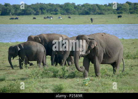 Los elefantes en el Parque Nacional de Kaudulla, Sri Lanka. Foto de stock