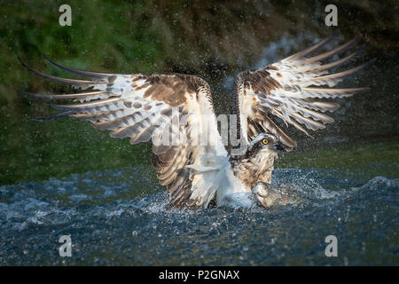 Una fotografía de un águila pescadora y emergentes de pesca desde el agua con una trucha y sus alas extendidas