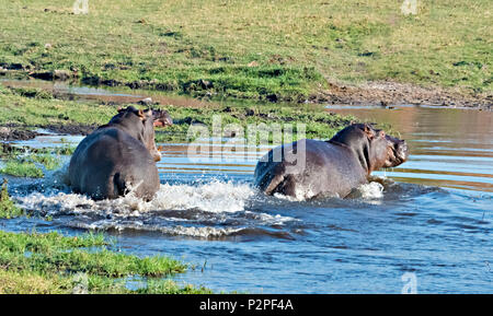 Hippo, el Parque Nacional Chobe, distrito noroccidental, Botswana