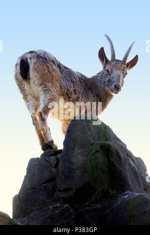 Hembra (Capra ibex sibirica) de pie en la parte superior de una roca al atardecer Foto de stock