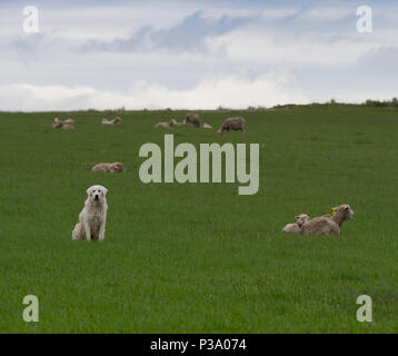 Un perro de los Grandes Pirineos mirando después de un rebaño de ovejas en un pasto con espesa hierba verde. Foto de stock