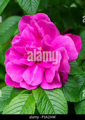 Rosa brillante con flores dobles de color magenta de la fragante arbusto resistente Rosa, Rosa rugosa 'Hansa' Foto de stock