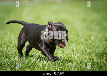 Staffordshire Bull Terrier cachorro negro corriendo en una pradera Foto de stock
