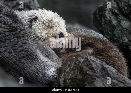 Una Nutria Marina A La Madre Y Al Bebe Durmiendo Mientras Flotantes Fotografia De Stock Alamy