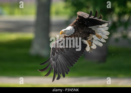 Aguila Calva cazando
