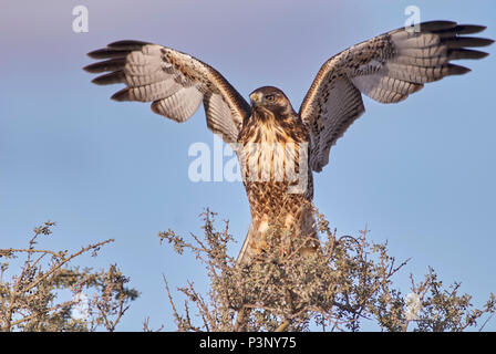 Aguilucho Comn (Buteo polyosoma) aterrizaje, Argentina