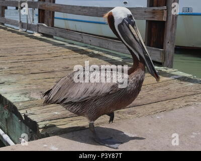 Pelicano café, Pelecanus occidentalis, en un muelle de madera, del Puerto de Galveston, Texas, la Costa del Golfo, los Estados Unidos de América Foto de stock