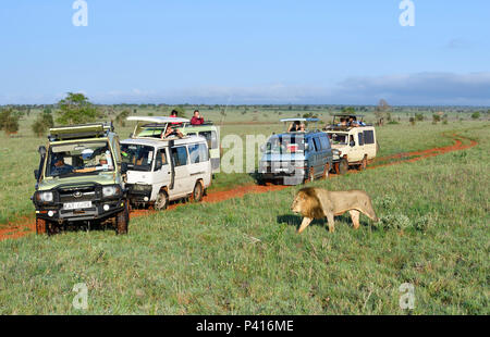 León Africano (Panthera leo) masculino y vehículos de safari, el Parque Nacional de Tsavo East, Kenya