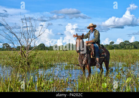 Manada de Cavalos Pantaneiros em uma Fazenda do Pantanal 