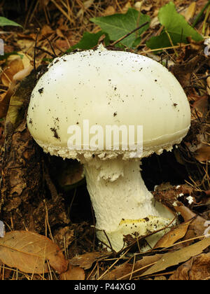 Ejemplar joven de huevo blanco europeo hongo