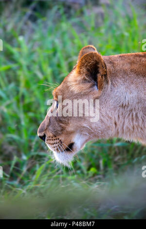 Cerrar headshot de leona en modo de caza en Sudáfrica
