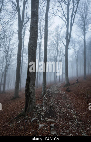 En el bosque de niebla del Parco della Grigna, provincia de Lecco, Lombardía, Italia Foto de stock